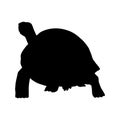 Galapagos Tortoise Geochelone Nigra Silhouette Found In Galapagos Islands