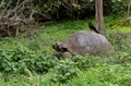 Galapagos tortoise on green grass, a black bird sitting on a turtle Royalty Free Stock Photo