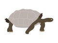 Galapagos tortoise silhouette illustration