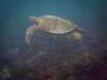 The Galapagos Tortoise swimming Royalty Free Stock Photo