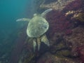 The Galapagos Tortoise swimming Royalty Free Stock Photo