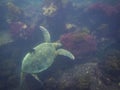 The Galapagos Tortoise swimming Royalty Free Stock Photo
