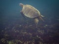 The Galapagos Tortoise swimming Royalty Free Stock Photo