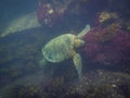 The Galapagos Tortoise swimming Royalty Free Stock Photo