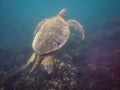 The Galapagos Tortoise swimming Royalty Free Stock Photo