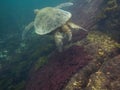 The Galapagos Tortoise swimming Royalty Free Stock Photo