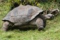 Galapagos Tortoise - turtle Royalty Free Stock Photo