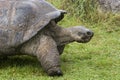 Galapagos Tortoise - turtle Royalty Free Stock Photo