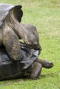 Galapagos Tortoise - turtles