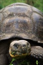 Galapagos Turtle.