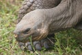 Galapagos turtle Royalty Free Stock Photo