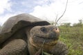 Galapagos turtle Royalty Free Stock Photo
