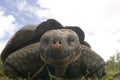 Galapagos turtle Royalty Free Stock Photo