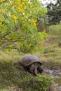 Galapagos turtle Royalty Free Stock Photo