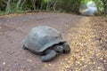 Galapagos turtle cross the road path leading through a forest Royalty Free Stock Photo