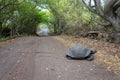 Galapagos turtle cross the road path leading through a forest Royalty Free Stock Photo