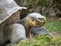 Galapagos turtle eating grass