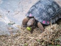 Galapagos turtle eating grass