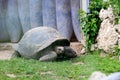 galapagos turtoise in her normal natural environment Royalty Free Stock Photo