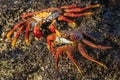 Galapagos - two Sally lightfoot crabs on a rock Royalty Free Stock Photo