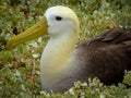 Galapagos Waved Albatross Nesting