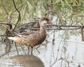 Galapagos White cheeked Pintail Duck standing in shallow water in the Galapagos. Royalty Free Stock Photo