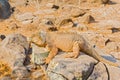 Galapagos Yellow Land Iguana