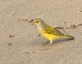 Galapagos Yellow Warbler