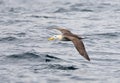 Galapagosalbatros, Waved Albatross, Phoebastria irrorata Royalty Free Stock Photo