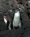 Galapagospinguin, Galapagos Penguin, Spheniscus mendiculus Royalty Free Stock Photo