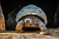 Galapgos Earth Tortoise Turtle