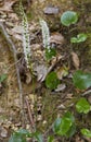 Galax urceolata wildflower in the Smoky Mountains Royalty Free Stock Photo