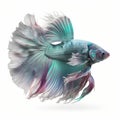 Galaxy Betta Fish. Isolated on White Background.