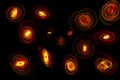 Galaxy Collection. Spiral galaxies background. Whirlpool galaxy, colliding galaxies. Large-scale structure of Multiple Galaxies in