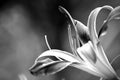 Galaxy Explosion Daylily black and white