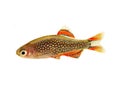 Galaxy Rasbora Danio margaritatus, pearl danio aquarium fish Royalty Free Stock Photo