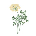 Galbanum flowers isolated on white background. Elegant natural drawing of wild fragrant herbaceous plant or wildflower