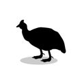Galeeny bird black silhouette animal Royalty Free Stock Photo