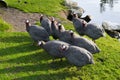 Galeeny Galliney Guineafowl Guinea fowl chicken duck bird feathers flock grass pond lake Royalty Free Stock Photo