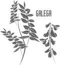 Galega branch and flowers vector illustration