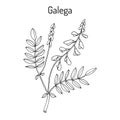 Galega Galega officinalis , goat s-rue, French lilac, Italian fitch, or professor-weed, medicinal plant