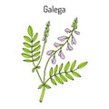 Galega Galega officinalis , goat s-rue, French lilac, Italian fitch, or professor-weed, medicinal plant Royalty Free Stock Photo