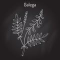 Galega Galega officinalis , goat s-rue, French lilac, Italian fitch, or professor-weed, medicinal plant.