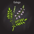 Galega Galega officinalis , goat s-rue, French lilac, Italian fitch, or professor-weed, medicinal plant. Royalty Free Stock Photo
