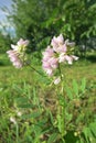 Galega or goat's-rue (Galega officinalis) Royalty Free Stock Photo