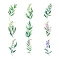 galega.Set of watercolor flowers with green leaves. Hand drawn.