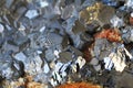galenite mineral texture
