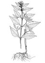 Galeopsis bifida botanical illustration Royalty Free Stock Photo