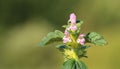 Galeopsis bifida (splitlip hempnettle) Royalty Free Stock Photo