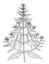 Galeopsis ladanum botanical illustration